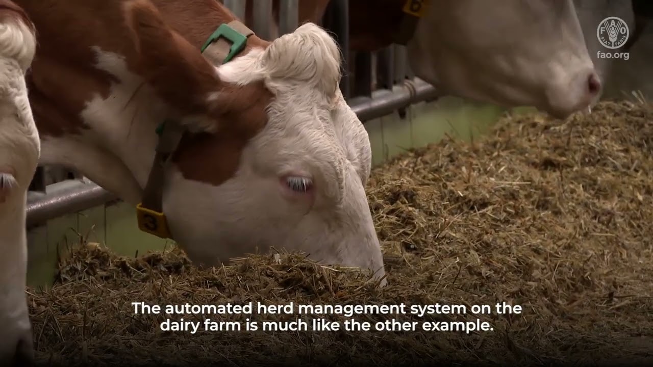 Digital agriculture good practice - Automated dairy farm management saves time and keep cows healthy