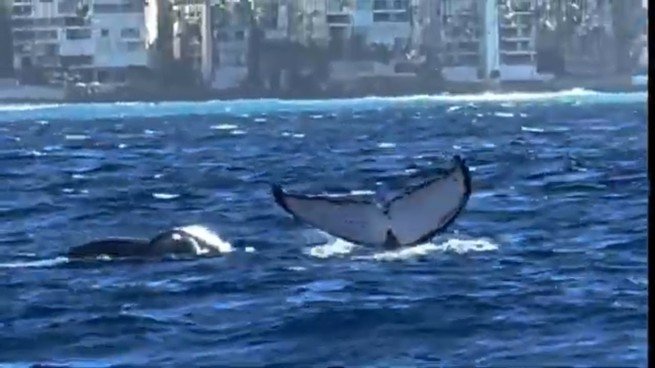 Waikiki Whale Watching on Oahu 5-Star Whales and You