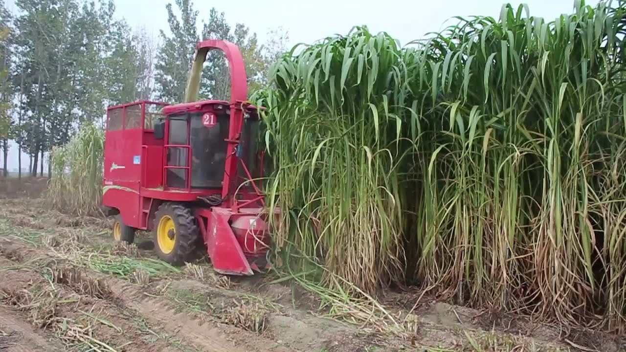The Life Cycle of Elephant Grass | Modern Agricultural Plant Harvest of Elephant Grass Silage Feed