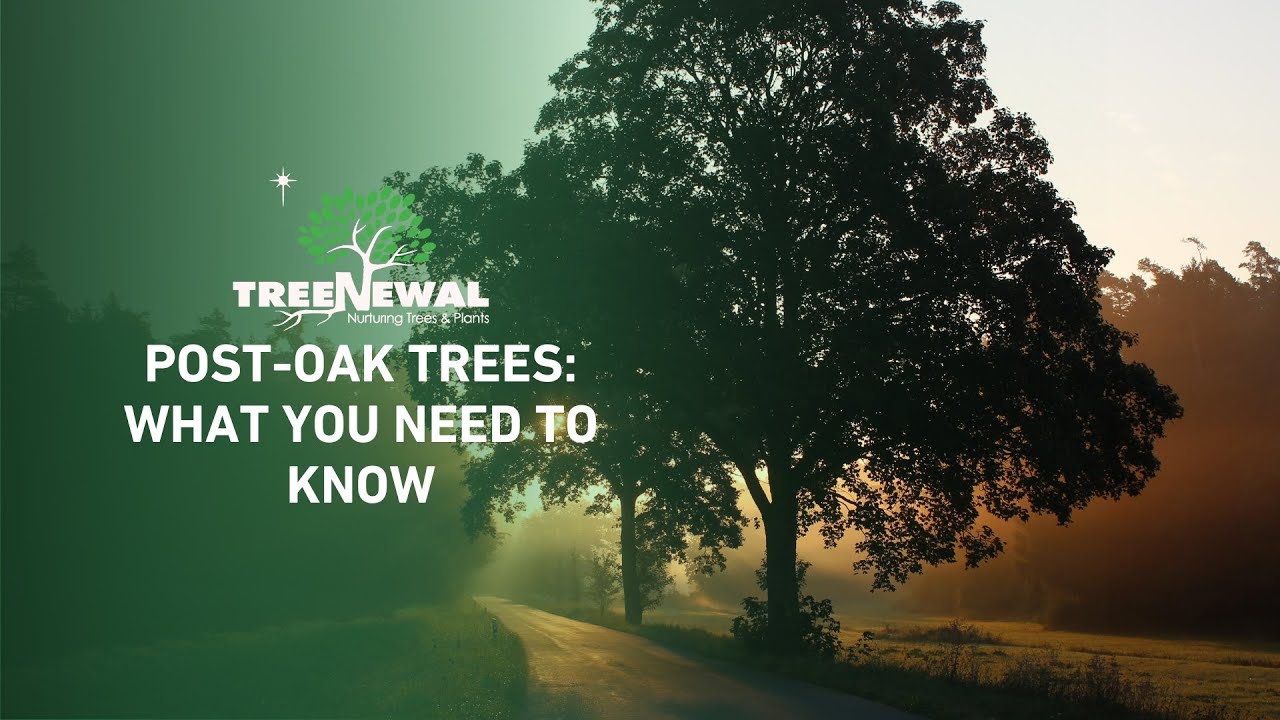 Understanding Post Oak Trees 🍃 Causes of Stress and Effective Mitigation Strategies You Should Know