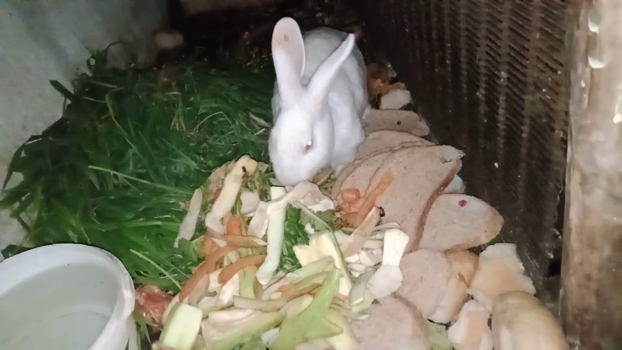 yeni doğum yapan tavşan