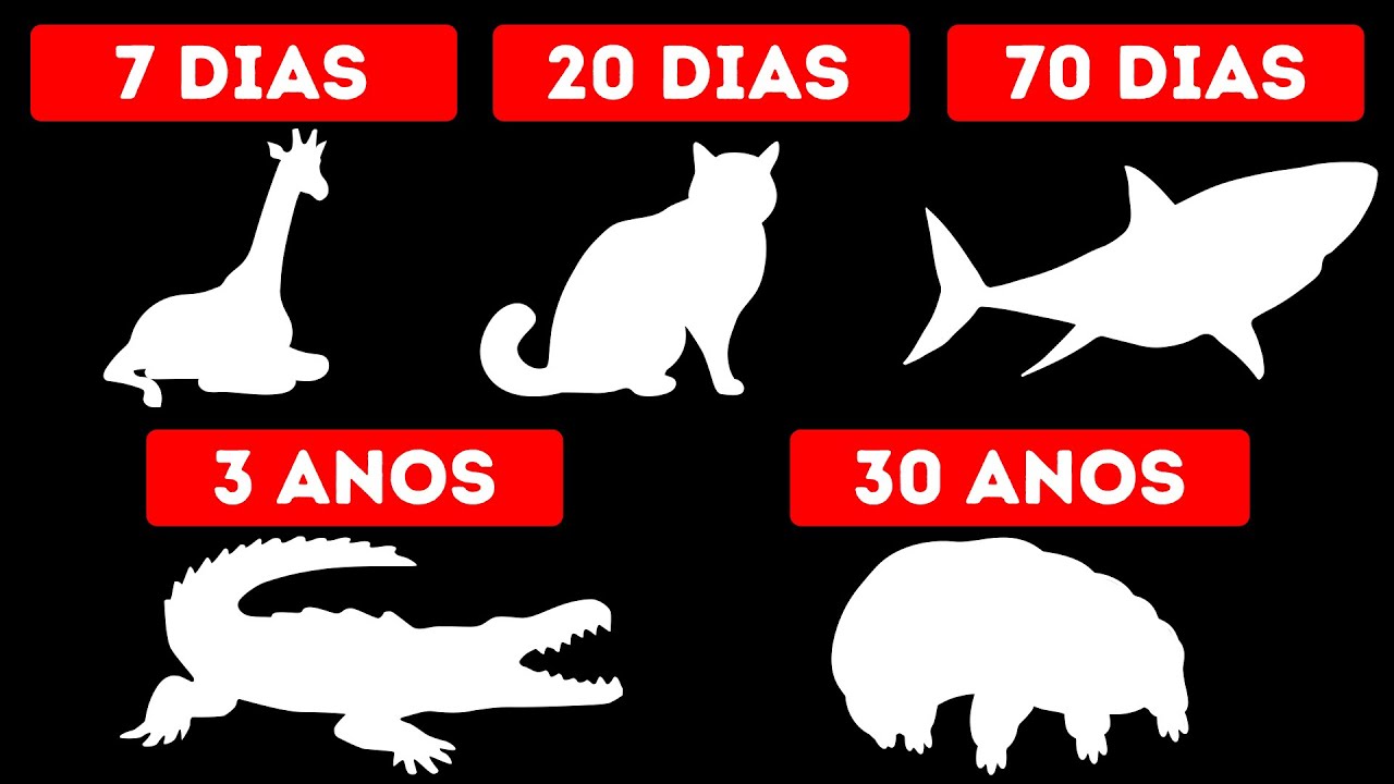 Quanto Tempo Os Animais Podem Ficar Sem Comida