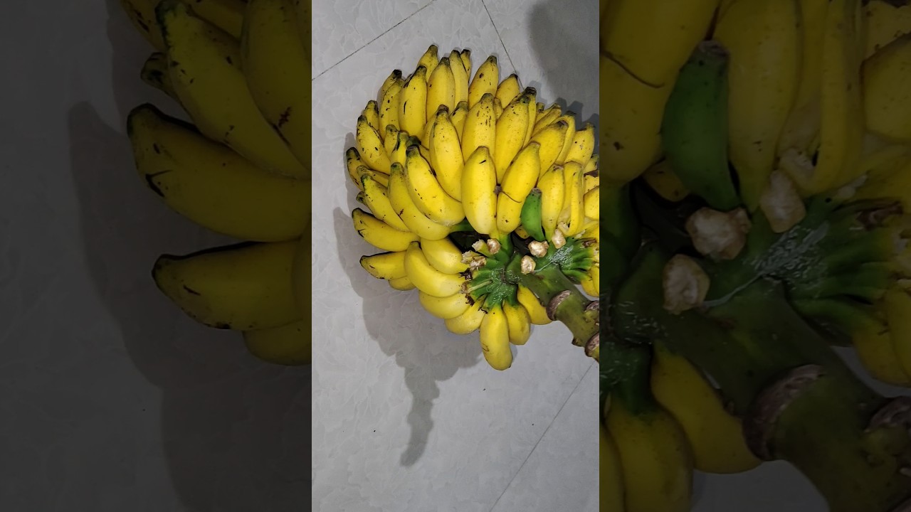 ଗଛ ପାଚିଲା କଦଳୀ 🍌#song #viralvideo #youtubeshorts