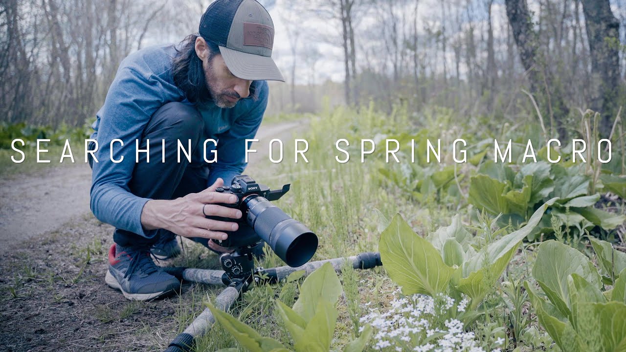 Searching For that Spring Macro Photo | Macro Photography in the Forest | Sony A7 IV