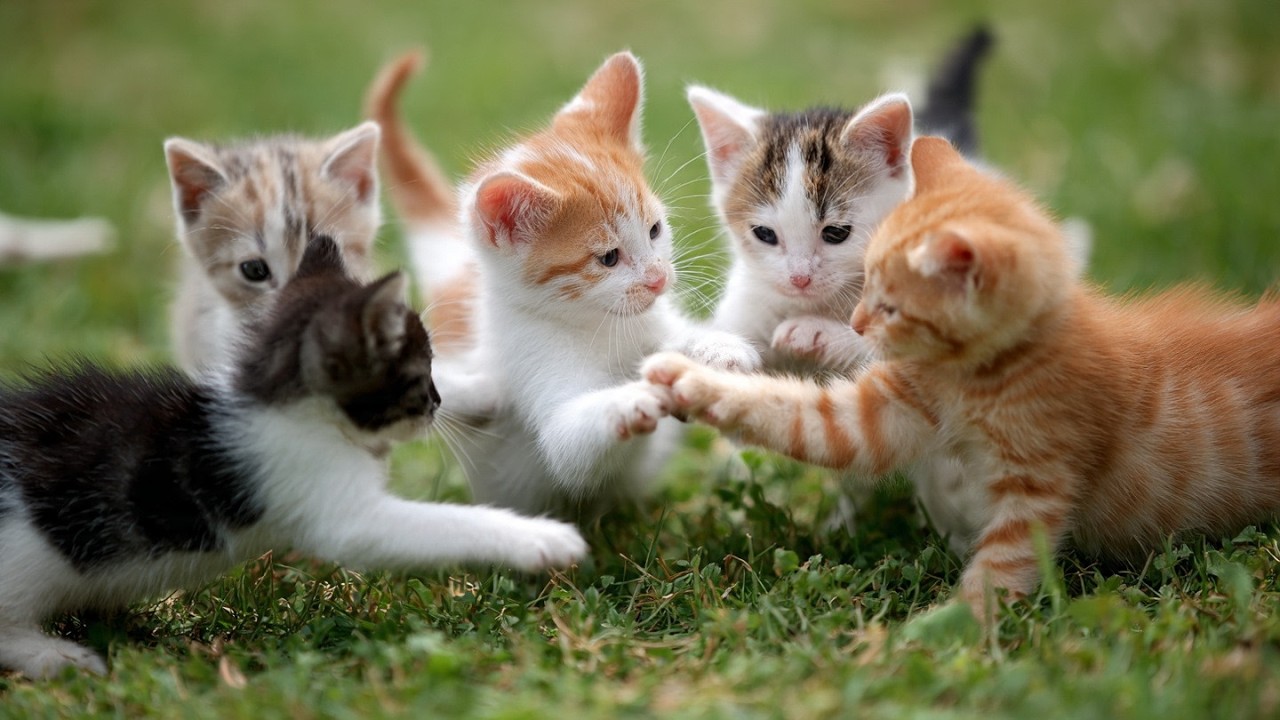 Super Cute Kittens Battle with 1000% Energy Punches – But Result 0 Damage! Hilarious