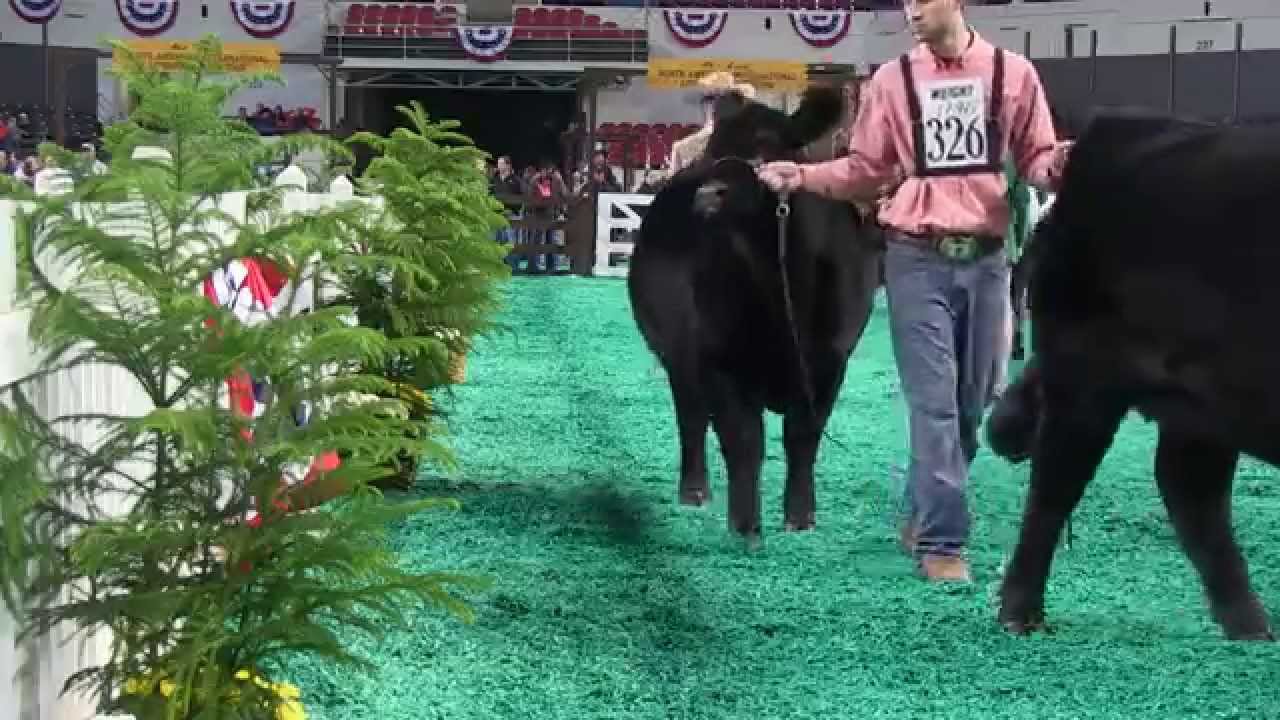 2014 NAILE: Angus Showring Highlights