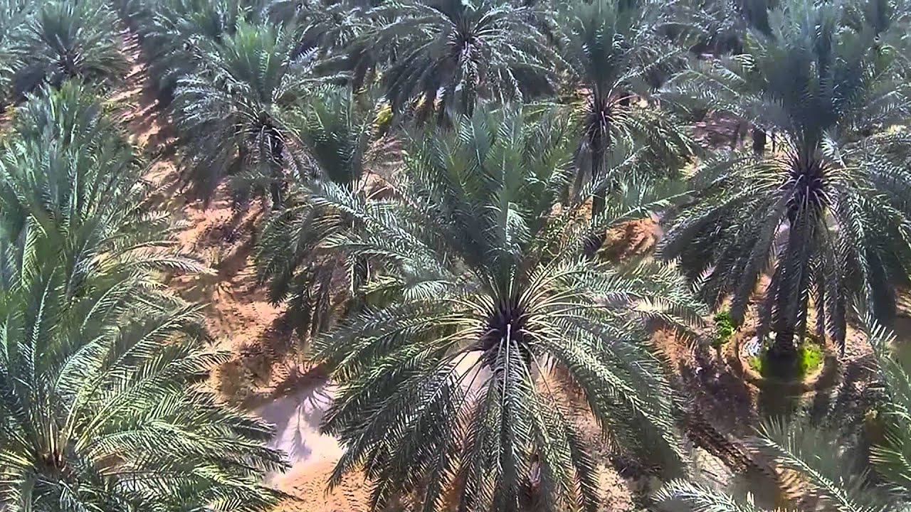 Date Farms of Saudi Arabia