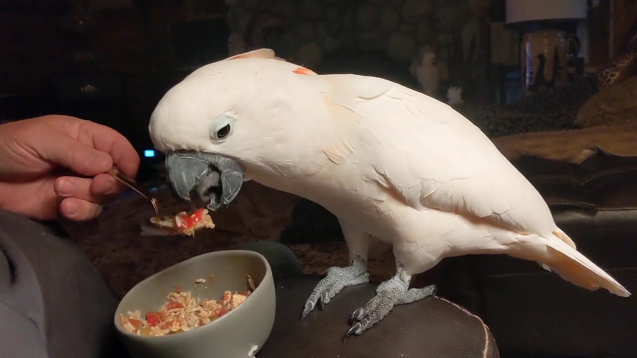 Snuggles eats homemade jambalaya