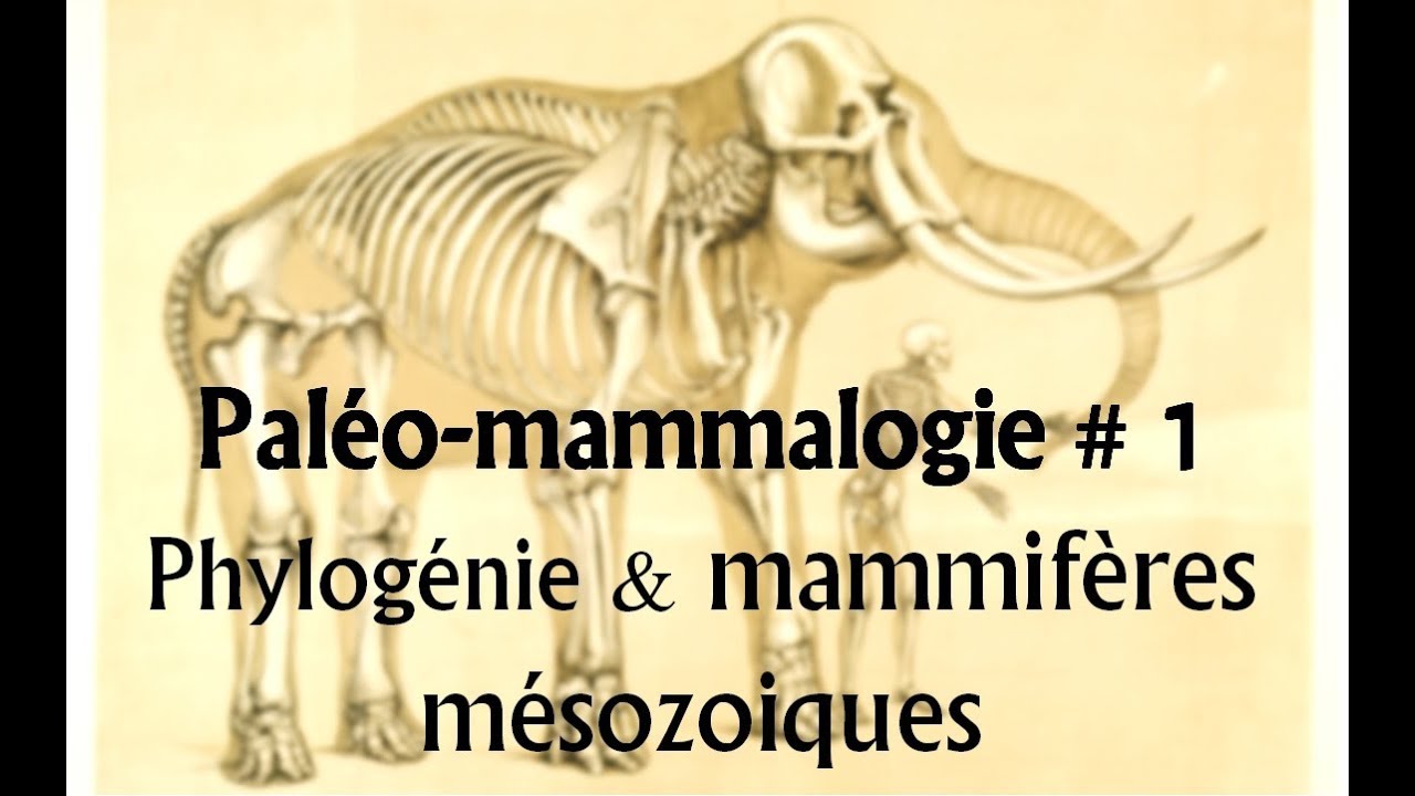 Paléomammalogie #1 Phylogénie et mammifères mésozoiques