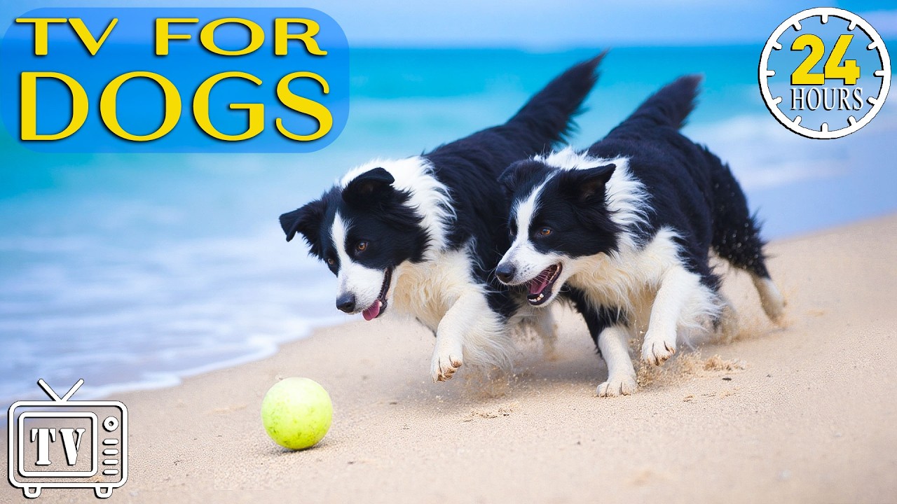 Dog TV 24/7: Soothe Dog Anxiety Fast with Calming Music For Dogs | Boredom Busting Videos for Dogs