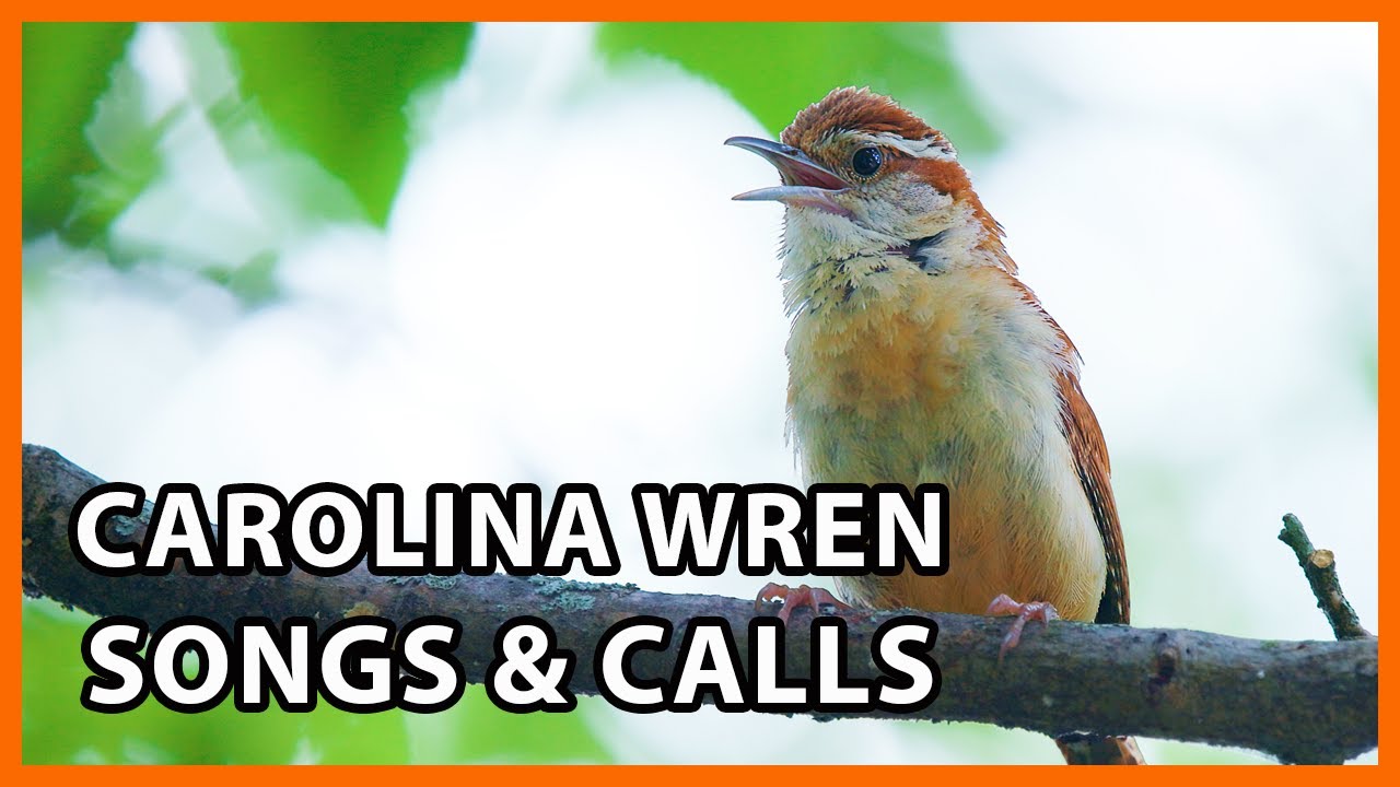 6 Carolina Wren Songs and Calls