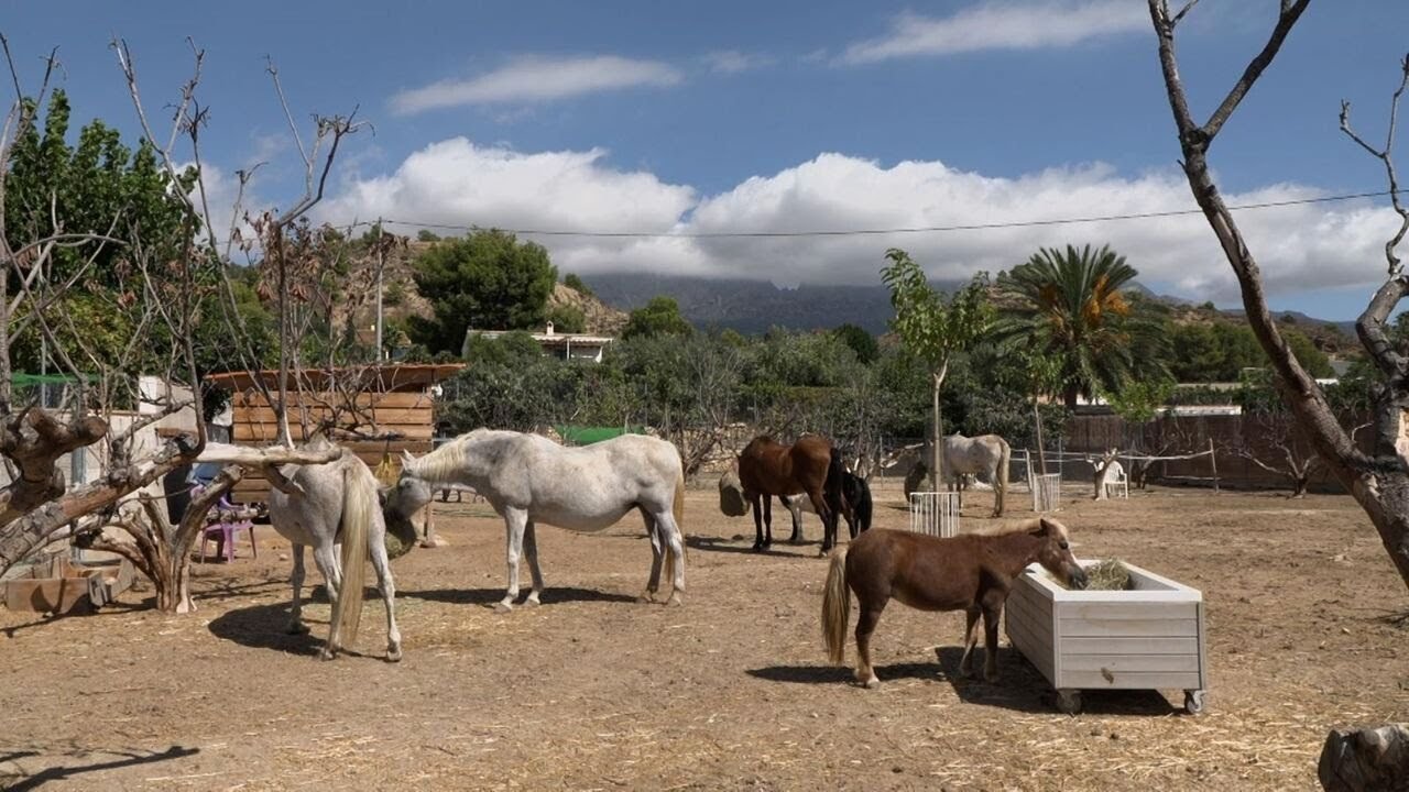 🐾 Animalades | Estima animal | EPISODI COMPLET