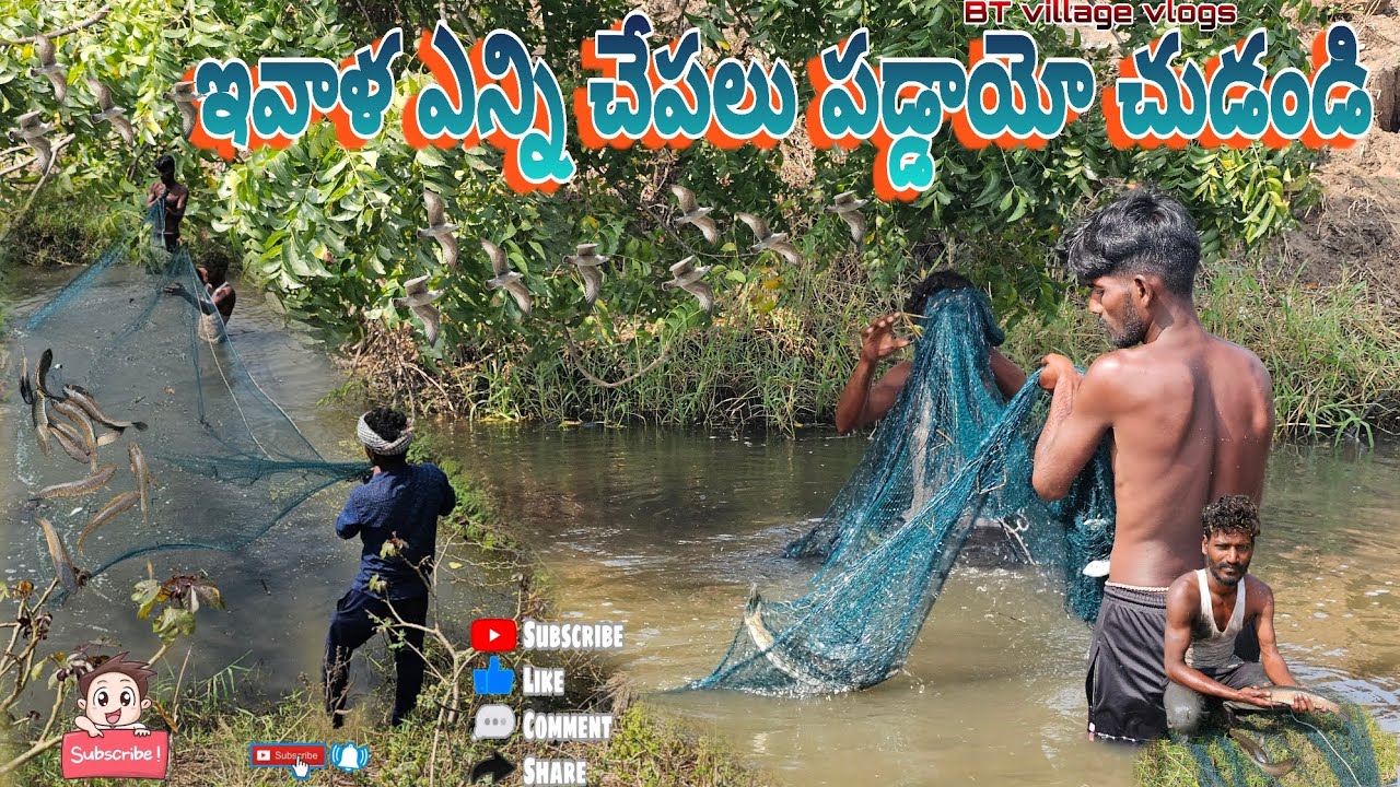 ఇవాళ ఎన్ని చేపలు పట్టమో చుడండి #fishing #penumudi #koramenu #cooking #rivercrab #villagevlog #prawns
