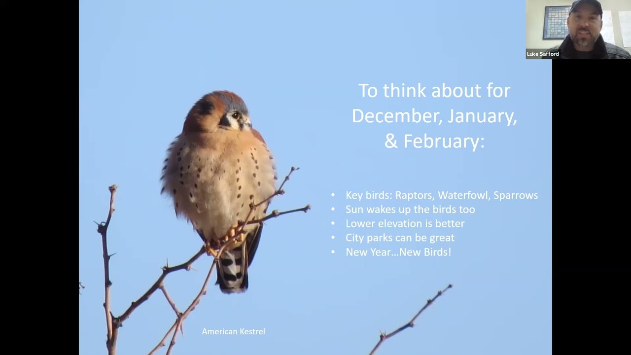 Where to Go Birding in Southeast Arizona: Winter