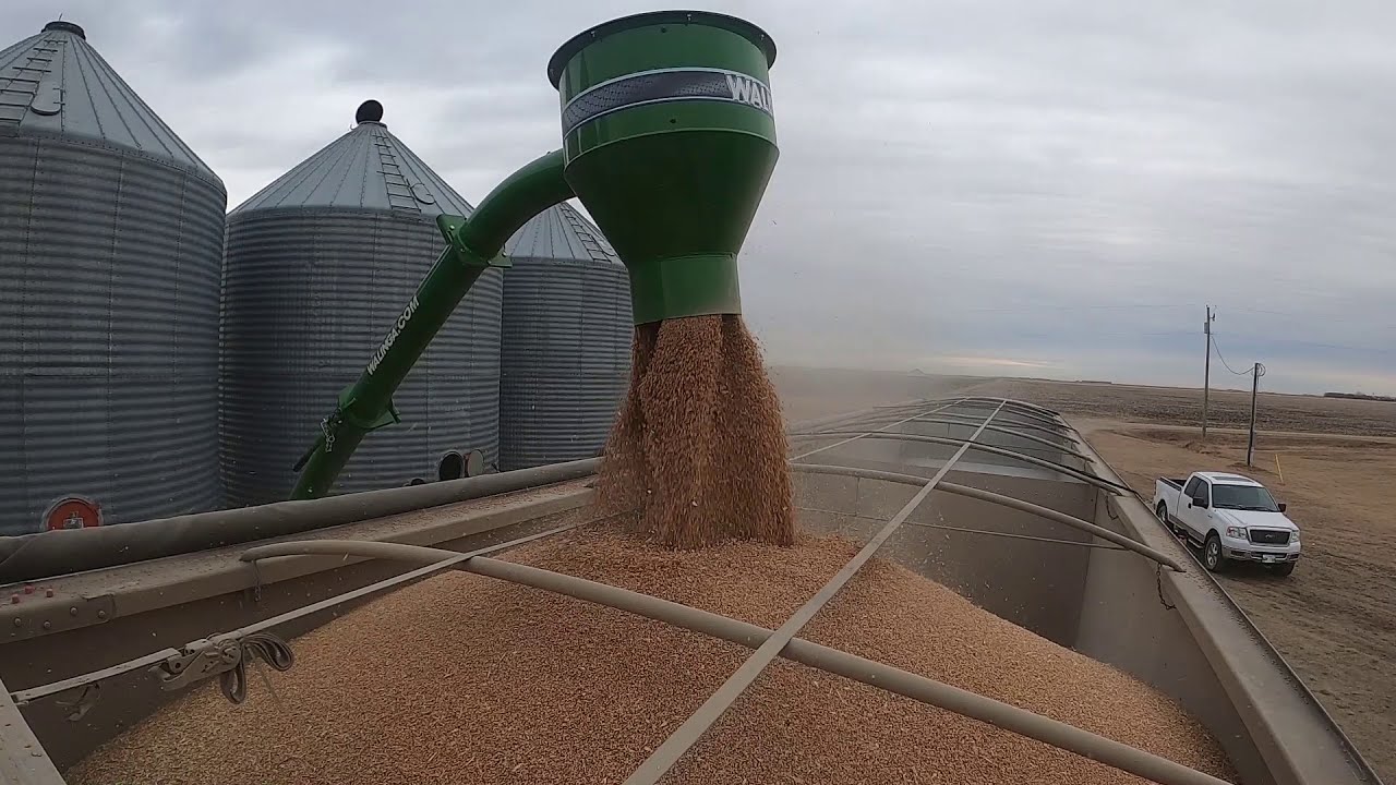 Walinga Agri-Vac 6614 Vac'n Wheat in Manitoba.