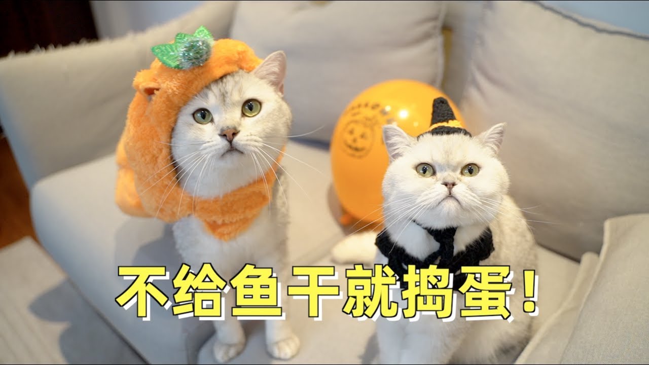 第一次给猫过万圣节，变妆扮鬼吃南瓜，猫：还不如小鱼干实在