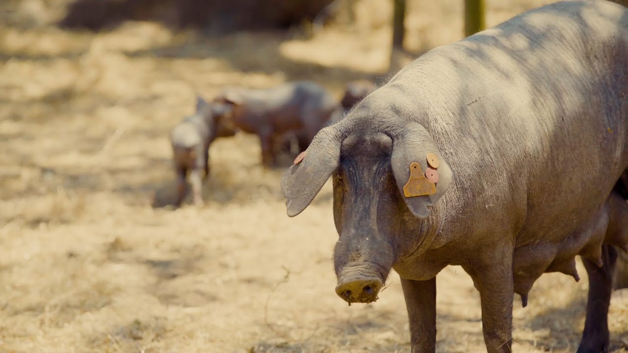 Inside Portugal&rsquo;s Black Pork Tradition