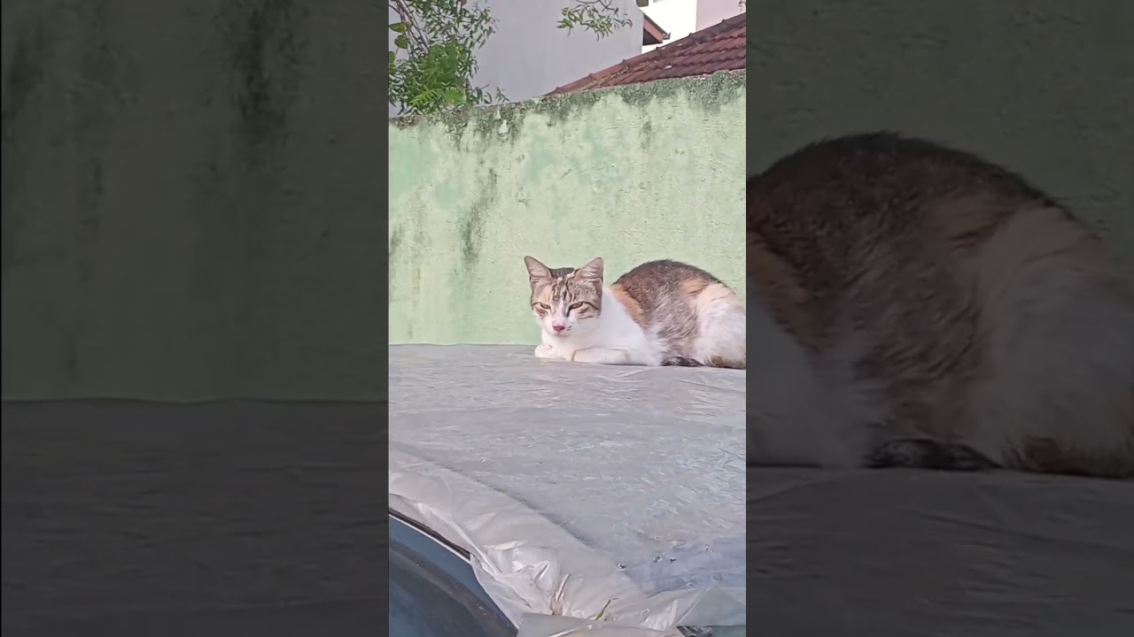 Saw her on my walk &hearts;️#cat #morningwalk #nature #manifestation