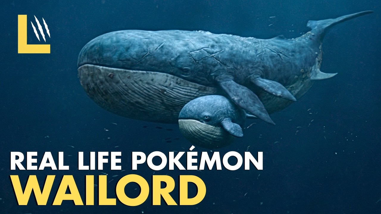 Real Life Pokémon | Wailord: The Zeppelins of the Sea (Pokemon Documentary)