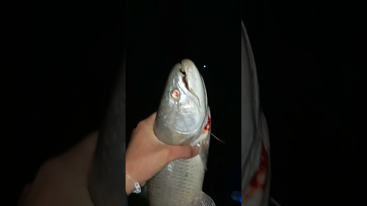 Taruchon en &eacute;ste lugar 🎣🔥 #pesca #taruchas #aguantelapesca