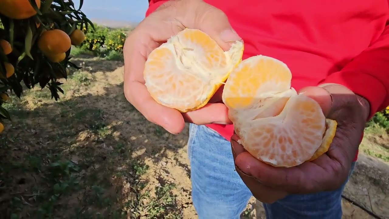 Agrumi Sicilia Clementino Primosole