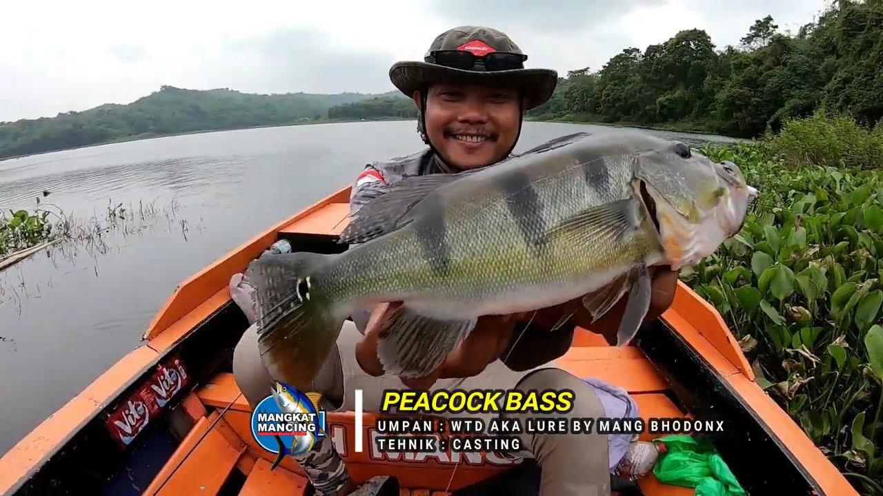 MENJELAJAH SPOT TERSEMBUNYI MENCARI IKAN PEACOCK BASS DI WADUK JATILUHUR