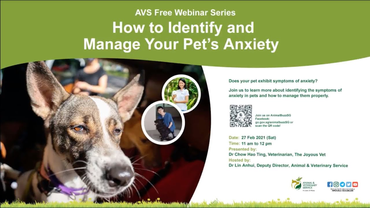 AVS Free Webinar Series | How To Identify And Manage Your Pet’s Anxiety