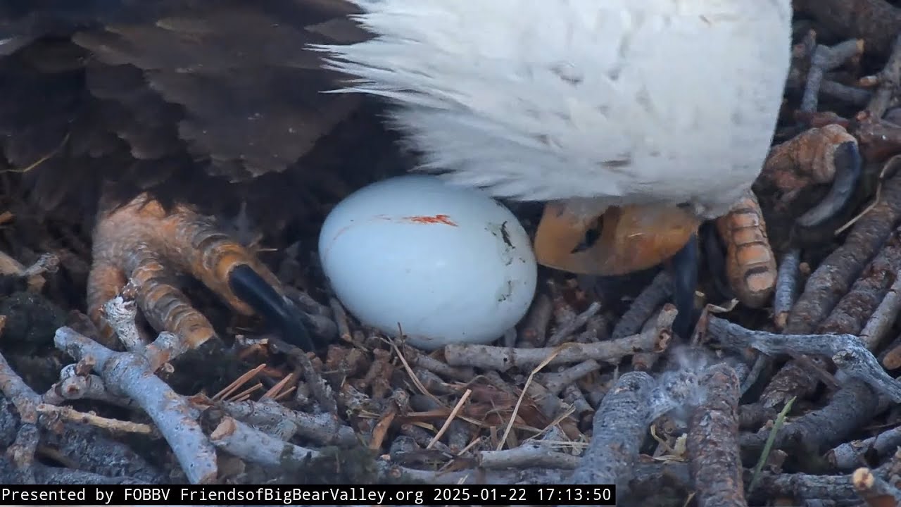 1-22-2025 It's Here! Jackie Has Laid Her First Egg Of The Season…At 