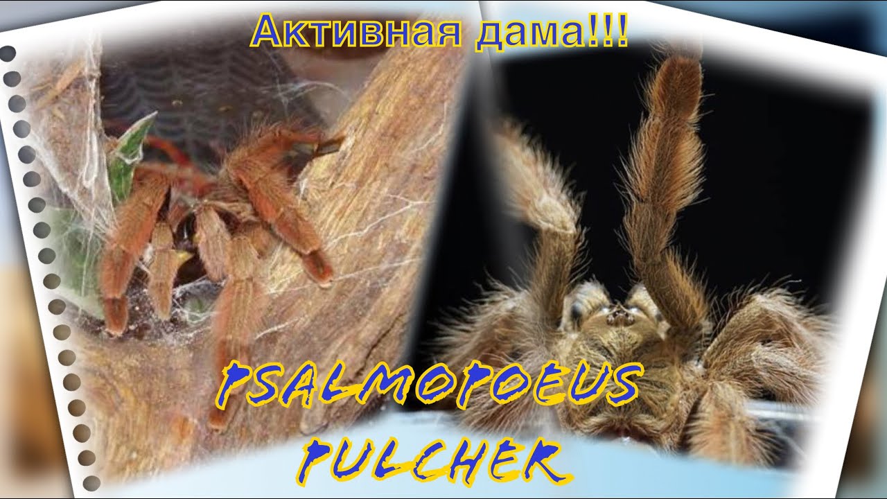 Немного про psalmopoeus pulcher!!!И её пересадка.