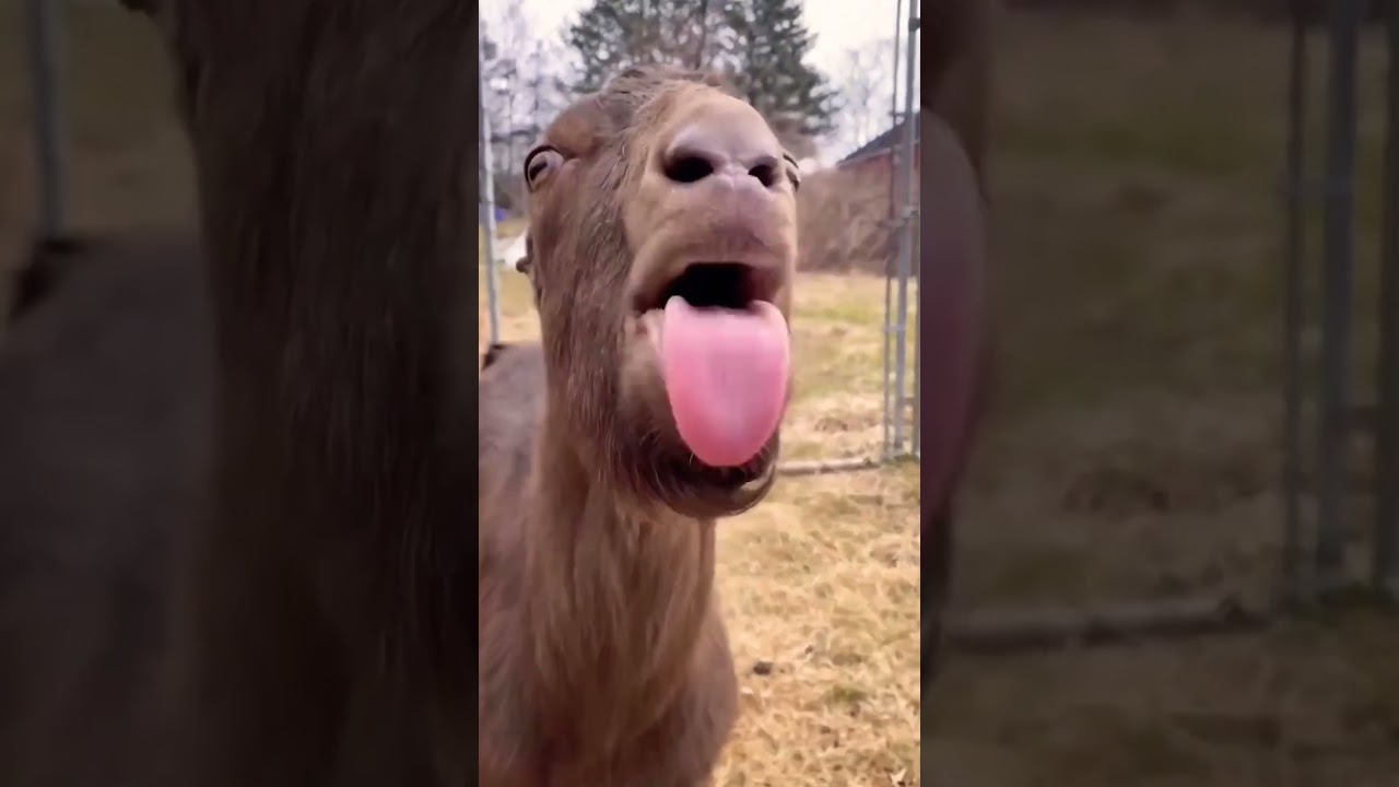 The Crazy Llama #Camelid 🦙