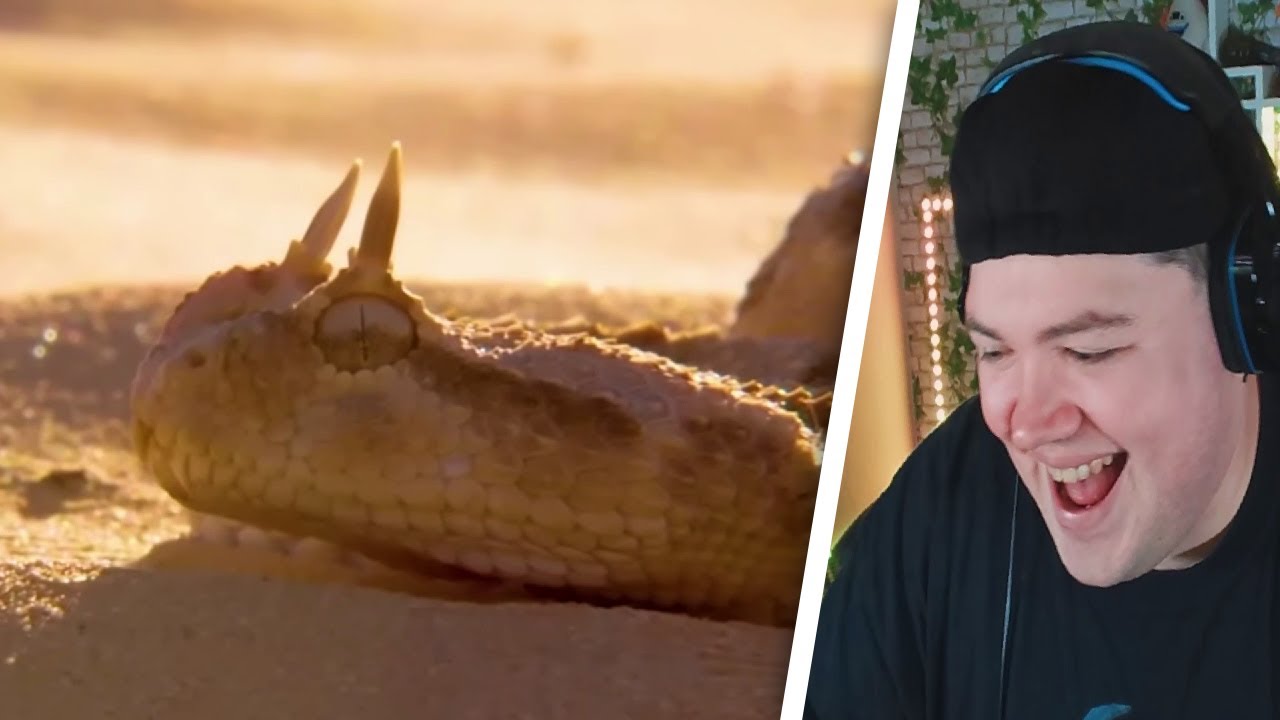 YouTube Kacke: Bodenlose Tiere, die bodenlos sind | REAKTION