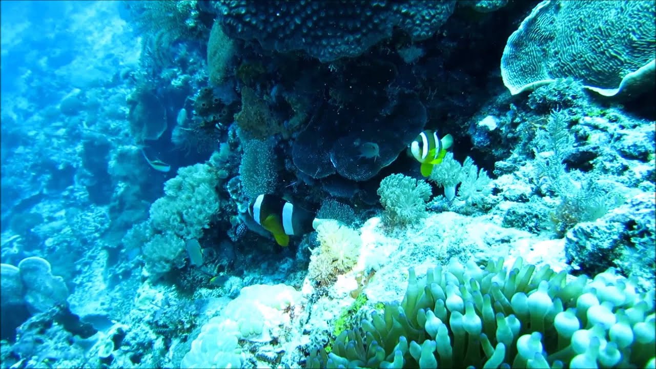 Insel Pantar, Tauchen mit Alor Divers Teil 5