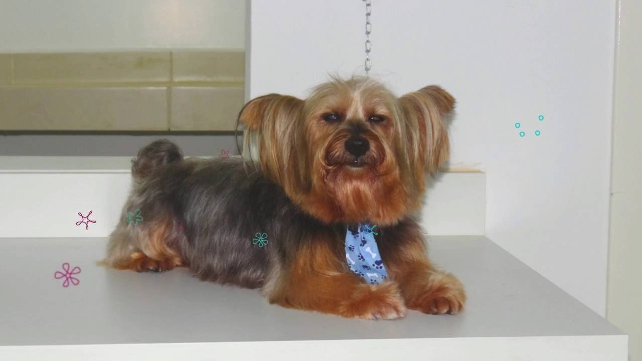 CMVE Banho e Tosa - Est&eacute;tica Animal