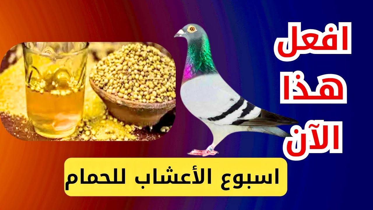 جدول أسبوعي أعشاب ومكونات طبيعية | وقاية للحمام من أمراض خطيرة | تربية الحمام الزاجل