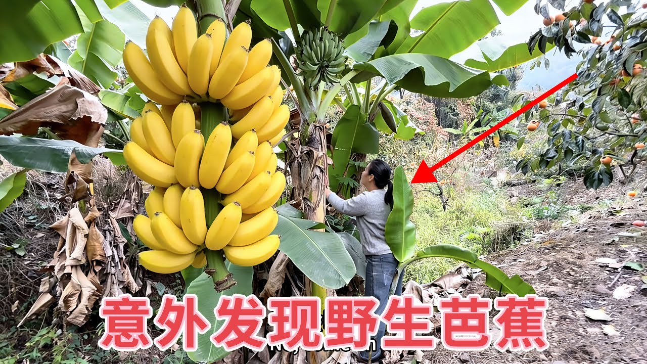 媳妇在山里干活，意外发现野生芭蕉，生怕被人摘走，夫妻俩连忙跑上山，趁天黑之前砍回家