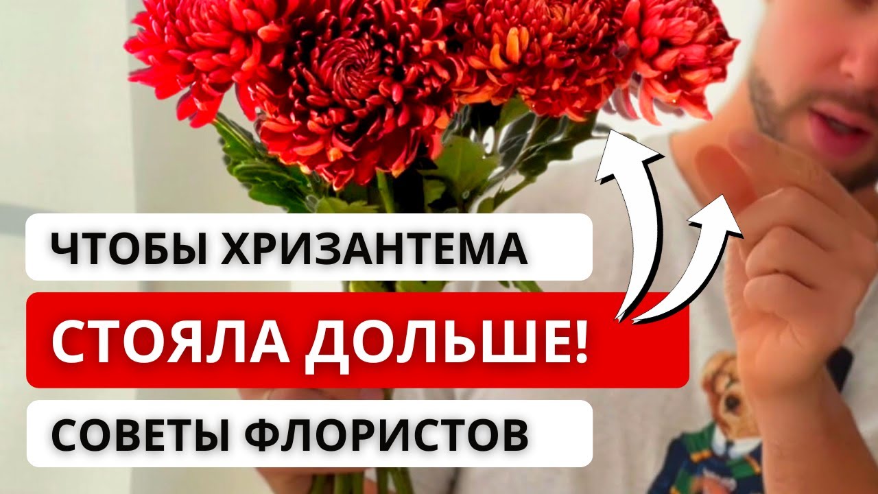 ❓ КАК ПРАВИЛЬНО УХАЖИВАТЬ ЗА ХРИЗАНТЕМОЙ, чтобы она простояла дольше в домашних условиях?