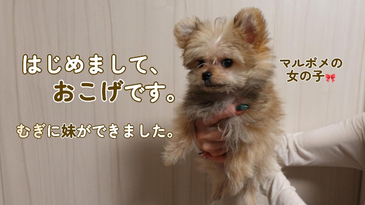 【むぎに妹ができました】はじめまして、おこげです🐶🐾 / マルポメの女の子🎀 / 生後3ヶ月 / 初めてお家に来た日🏠