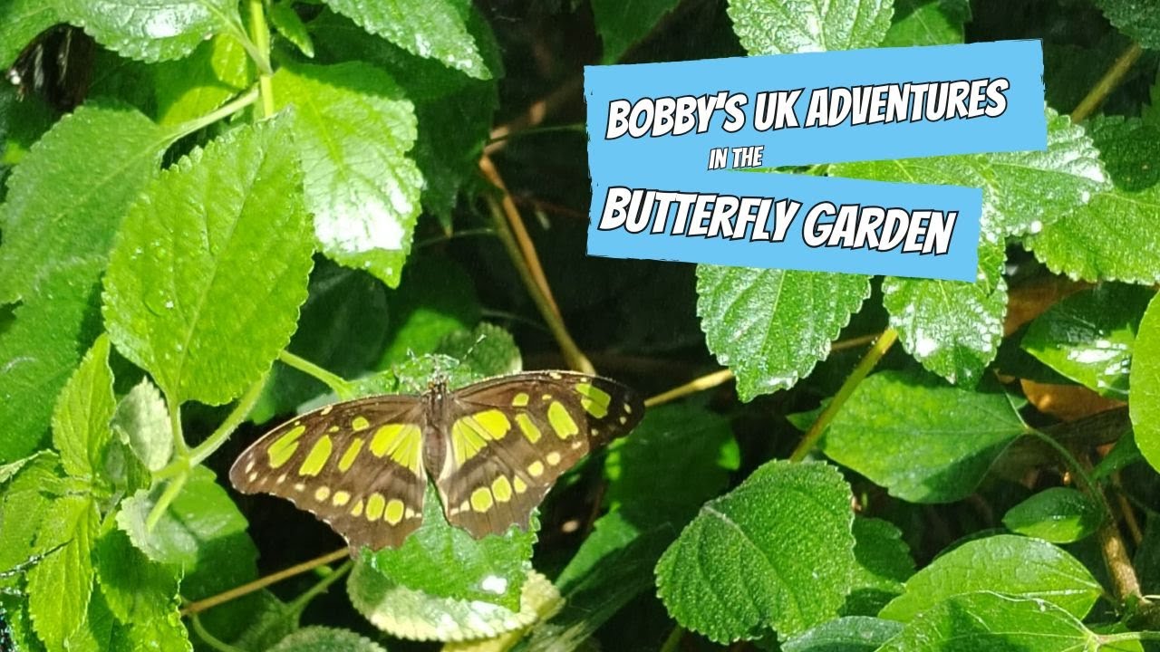 The Butterfly Garden in Bexley Kent