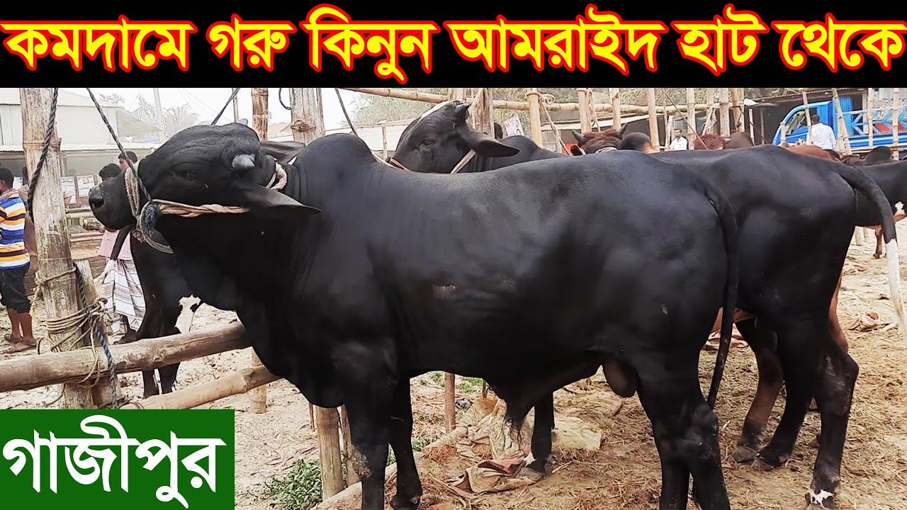 গাজীপুর জেলার বিখ্যাত আমরাইদ গরুর  হাট থেকে গরুর দাম জানুন । হাট থেকে কমদামে গরু কিনুন cow price