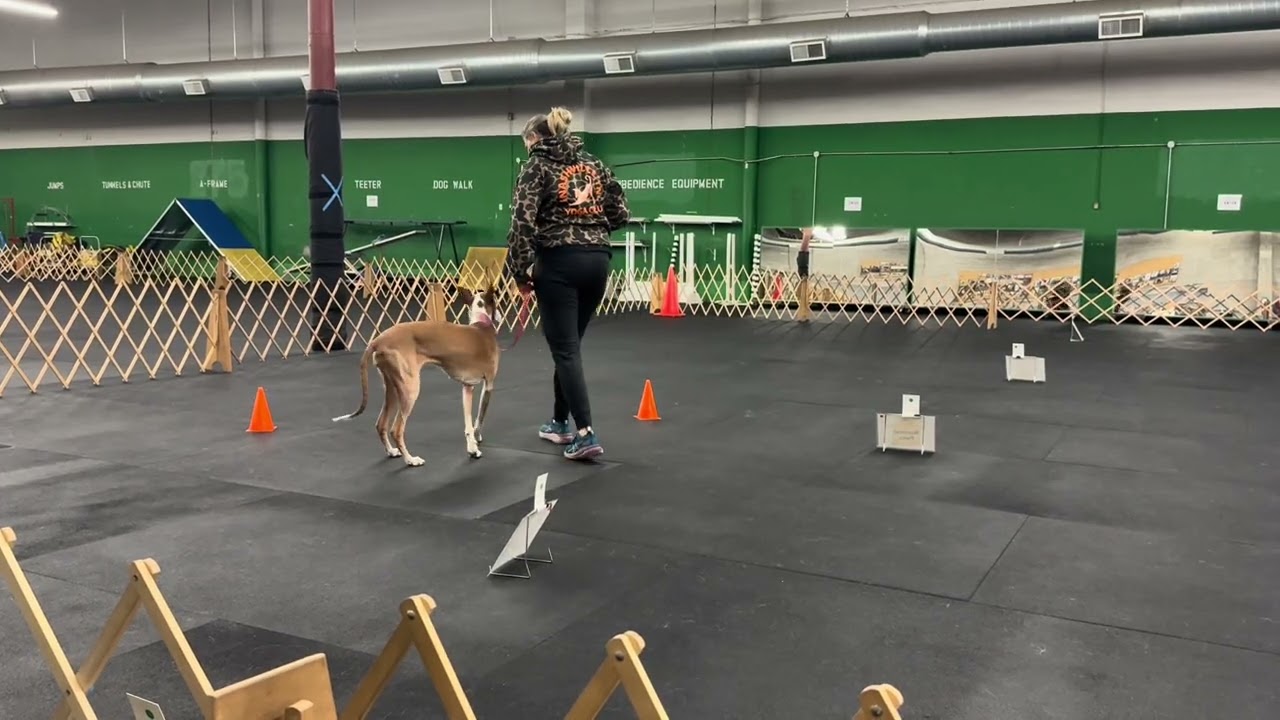Virtual beginner novice obedience #1