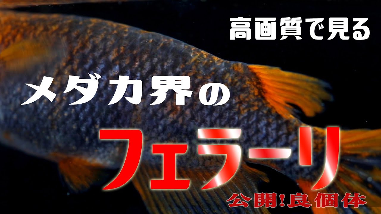 【クローズアップ魚類】人気爆発の「五式typeR」を高画質でみるとすごかった！光体系も！