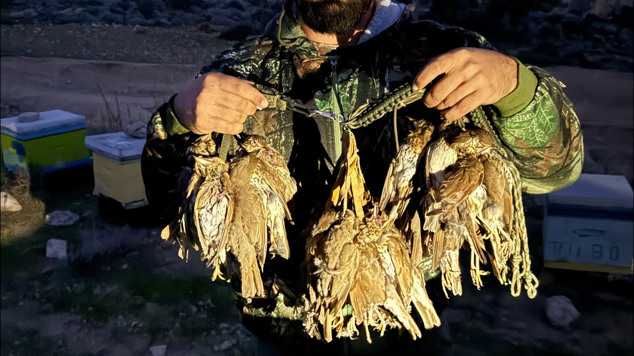 Κυνηγι τσιχλας στην κυπρο! Hunding tordo in cyprus!🐦‍⬛