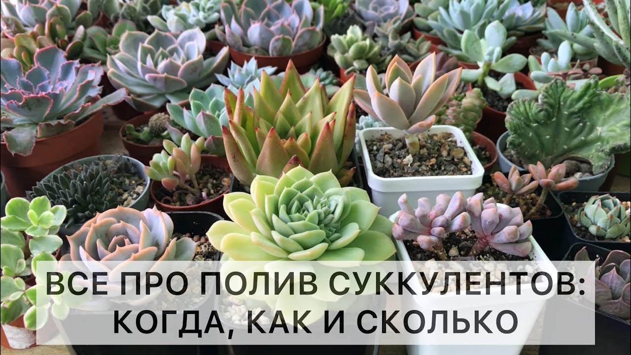 Полив суккулентов: когда, как и сколько. Суккуленты полив