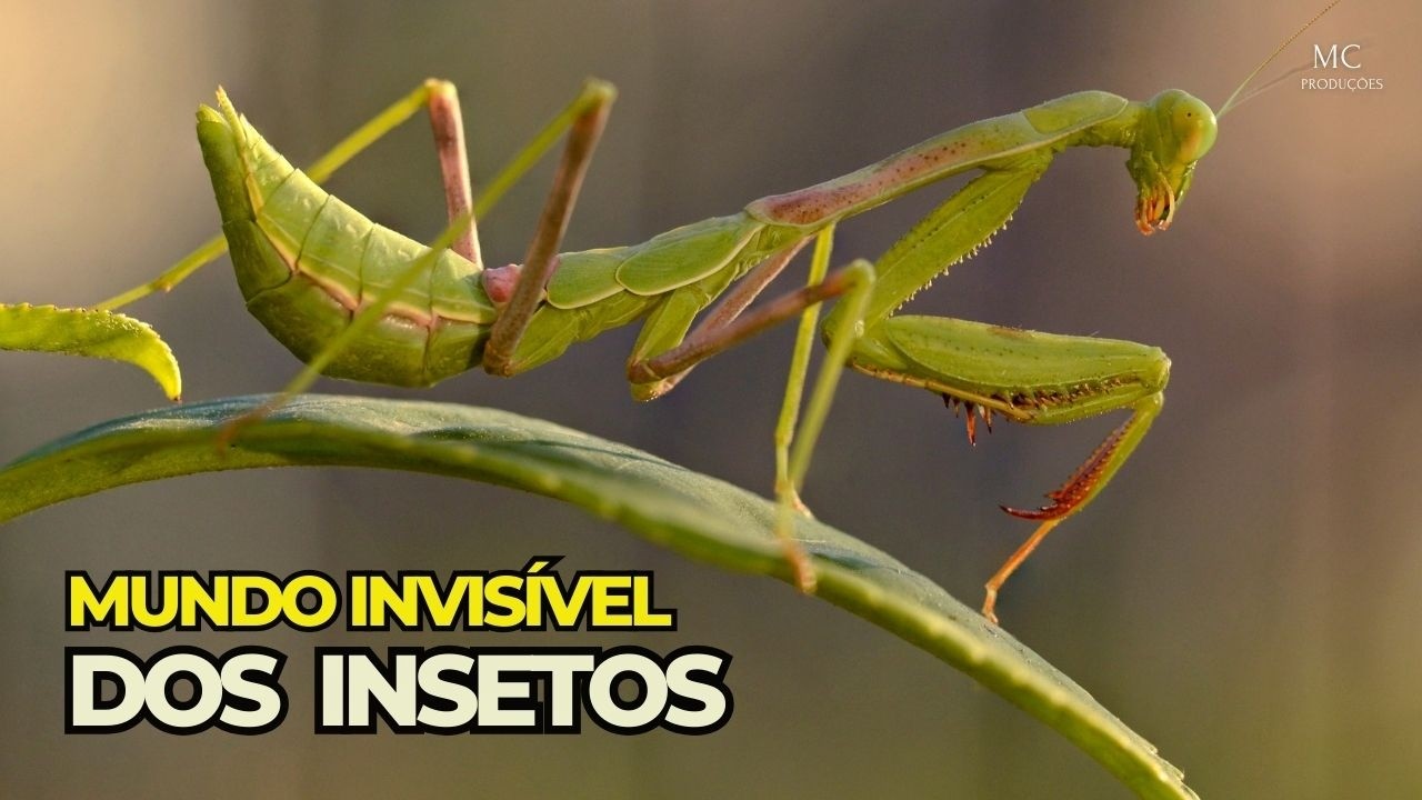 O mundo invisível dos insetos | Pequenas criaturas da Natureza Selvagem