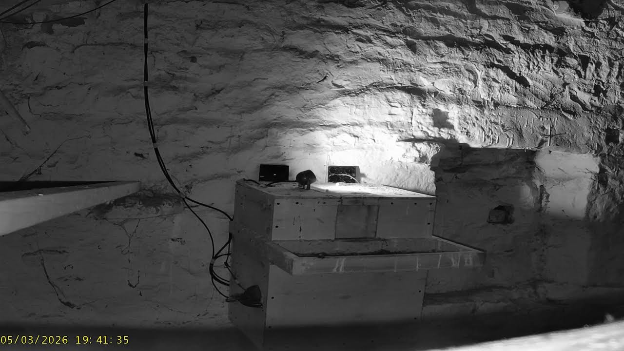 Wharfedale Barn Owls: 2 Outside☀️05/03/26