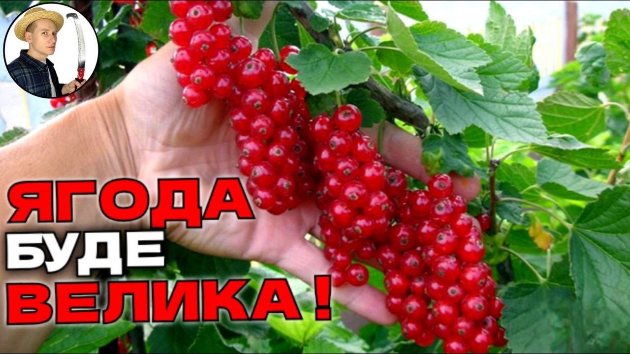 ЯГОДИ БУДУТЬ КРУПНІ. Прості методи збільшити врожай смородини та порічки
