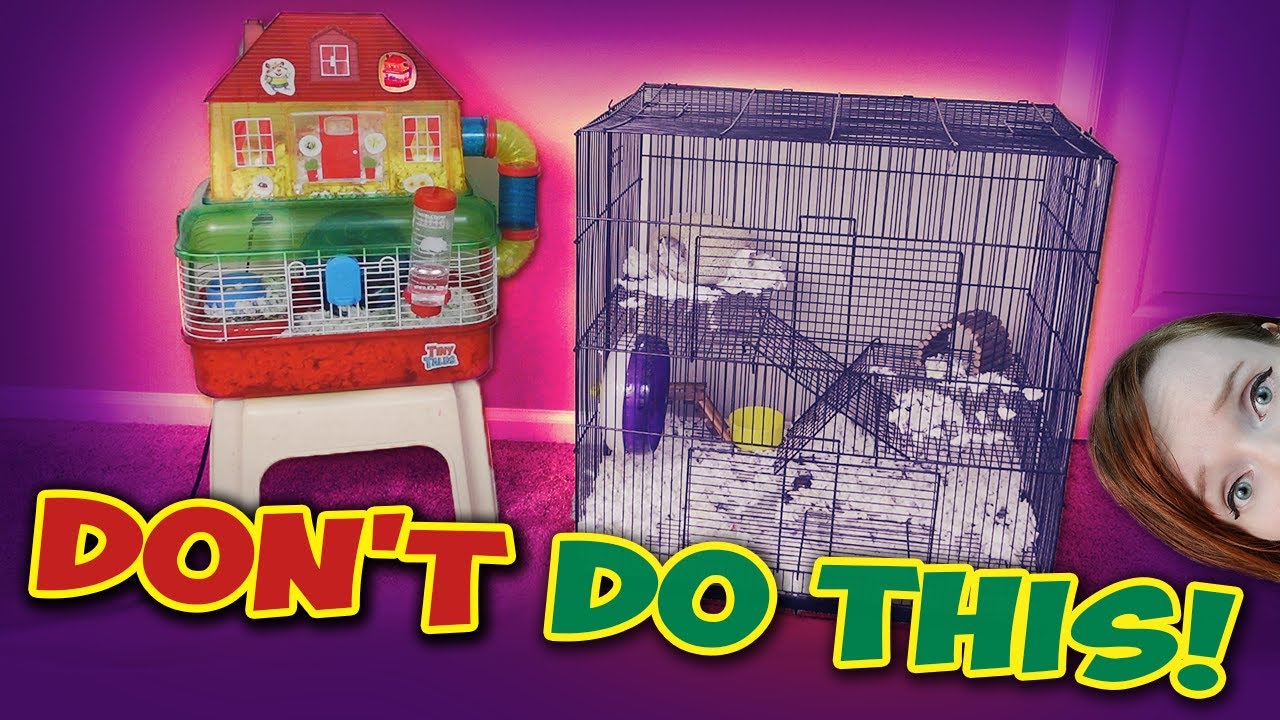 Сирийский хомяк в клетке для крыс! | Munchie's Place
