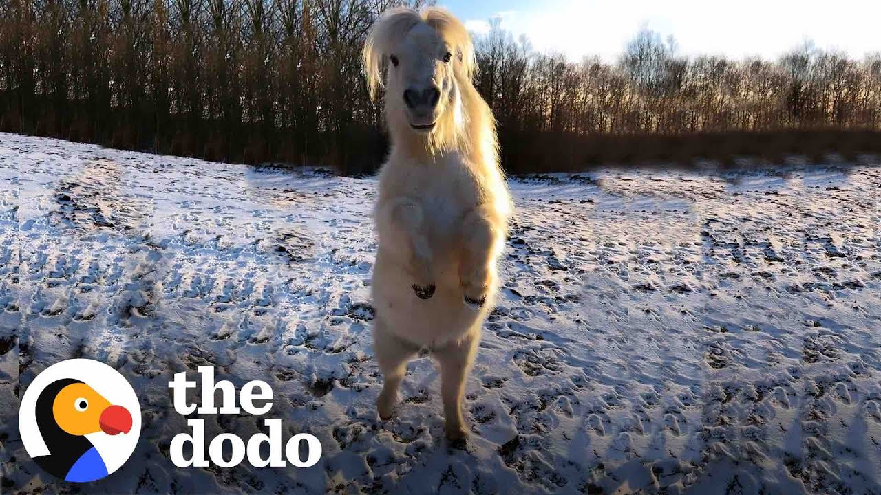 This Teeny Horse Steals All The Attention When The Camera Comes Out | The Dodo Little But Fierce