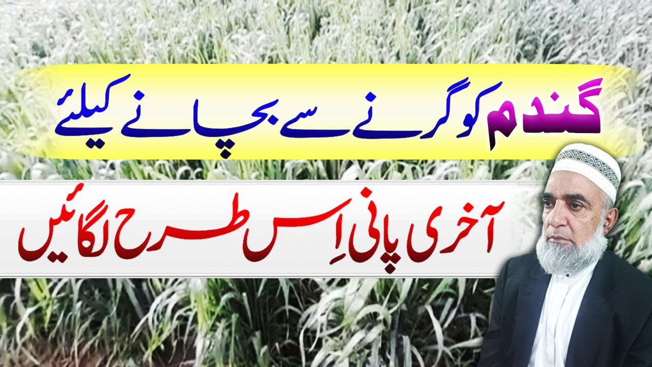 How to irrigate wheat crop carefully to avoid lodging || Crop Reformer
