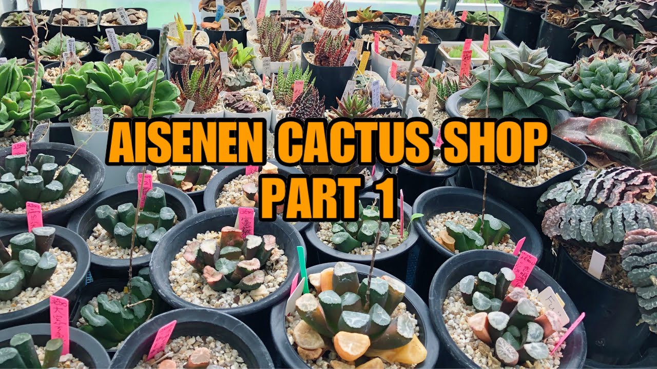 Aisenen cactus nursery Osaka Part 1 (haworthias)
